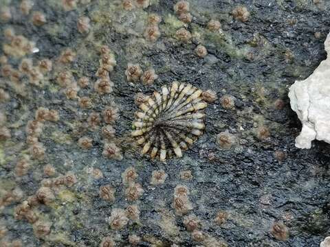 Image of Siphonaria japonica (Donovan 1824)