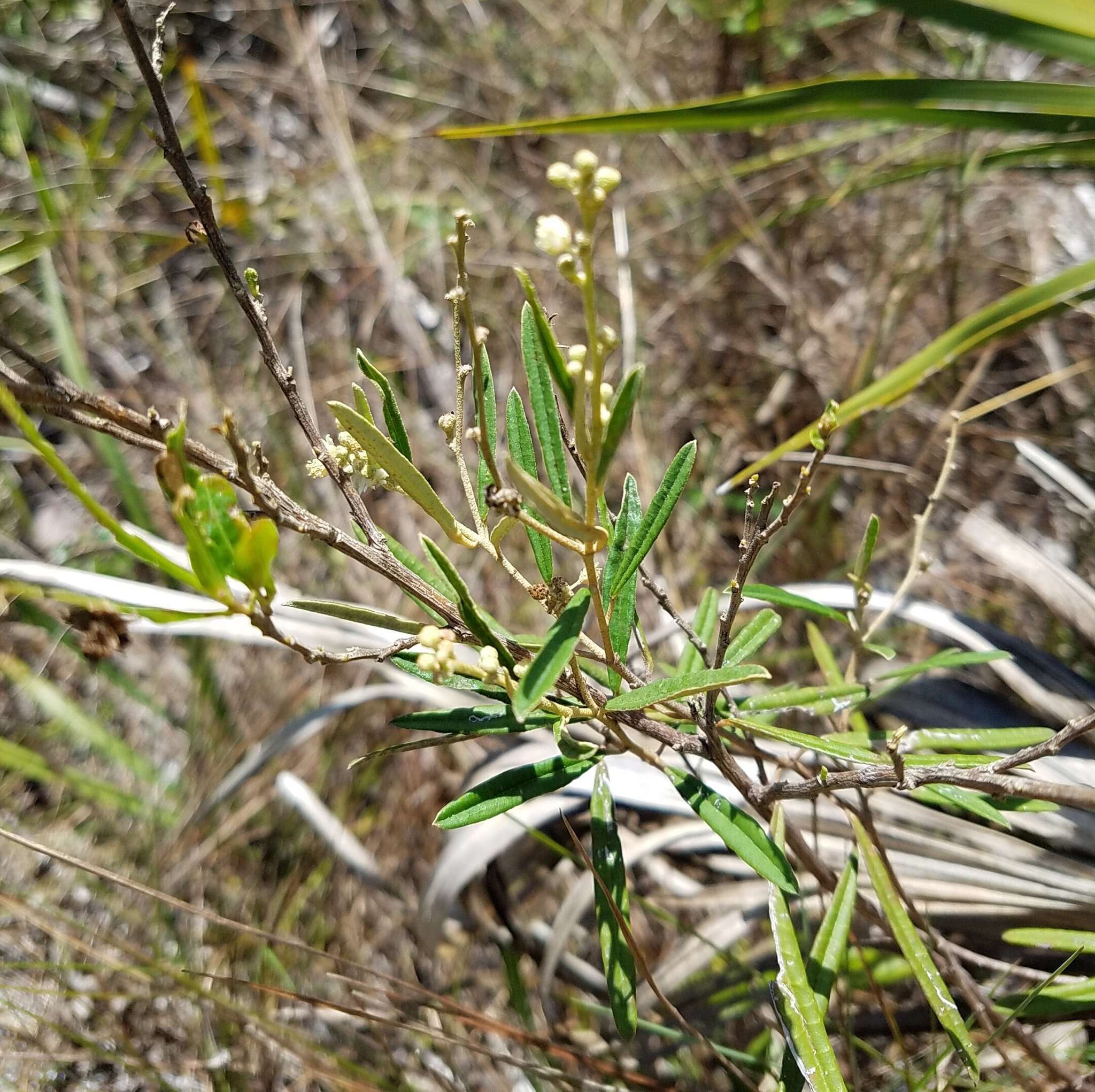 Слика од Croton linearis Jacq.