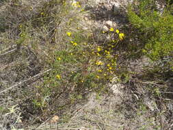 Plancia ëd <i>Senecio <i>juniperinus</i></i> var. juniperinus