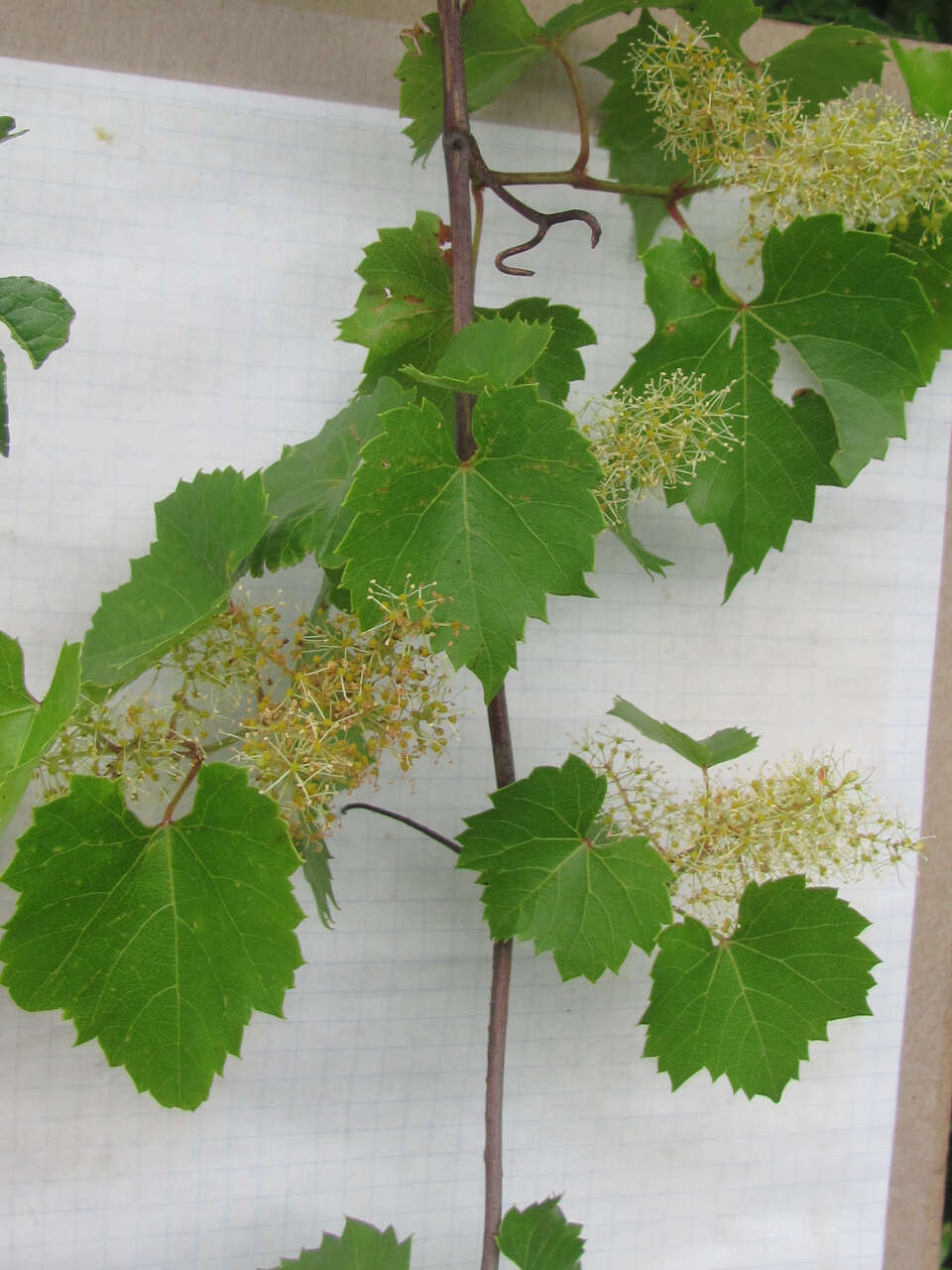 Image of sweet mountain grape