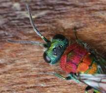 Image of Chrysis viridula L.