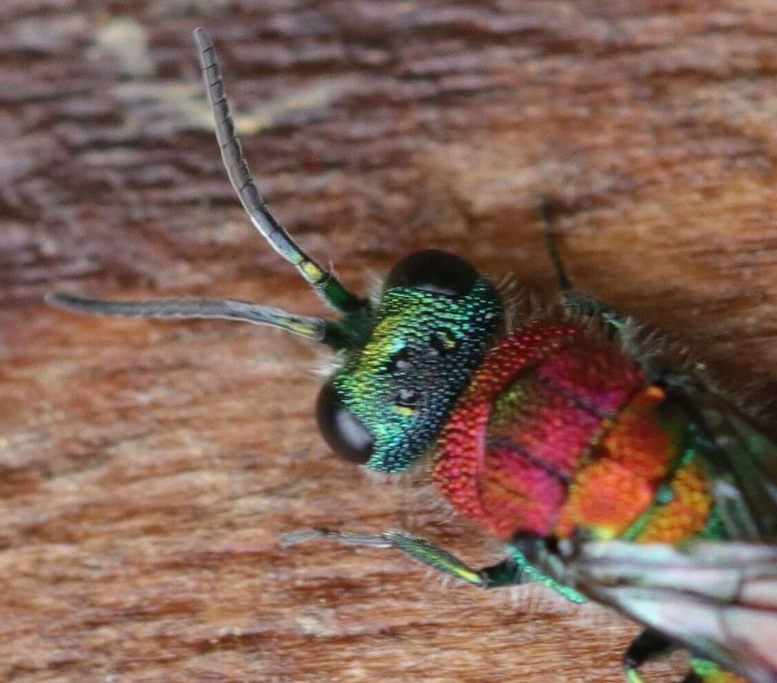 Imagem de Chrysis viridula L.