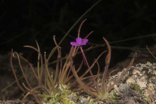 Image of Pinguicula gypsicola T. S. Brandeg.