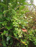 Image of Solanum didymum Dun.