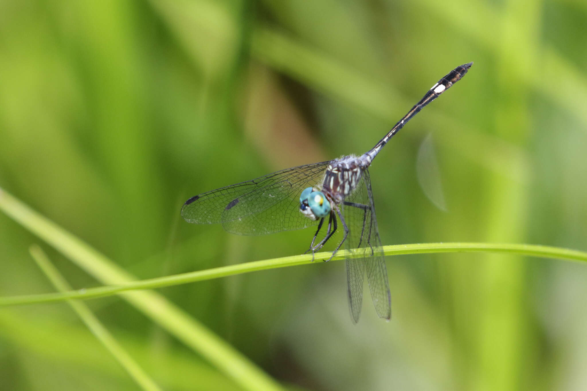 Imagem de Micrathyria ocellata Martin 1897