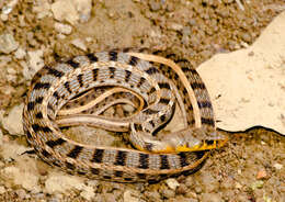 Image of buff striped keelback