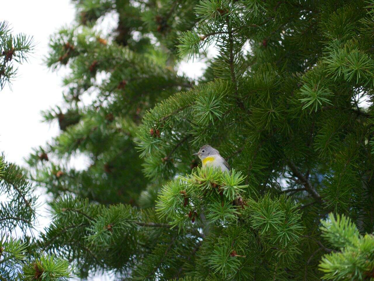 Image of Virginia's Warbler