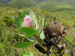 Imagem de Protea speciosa (L.) L.