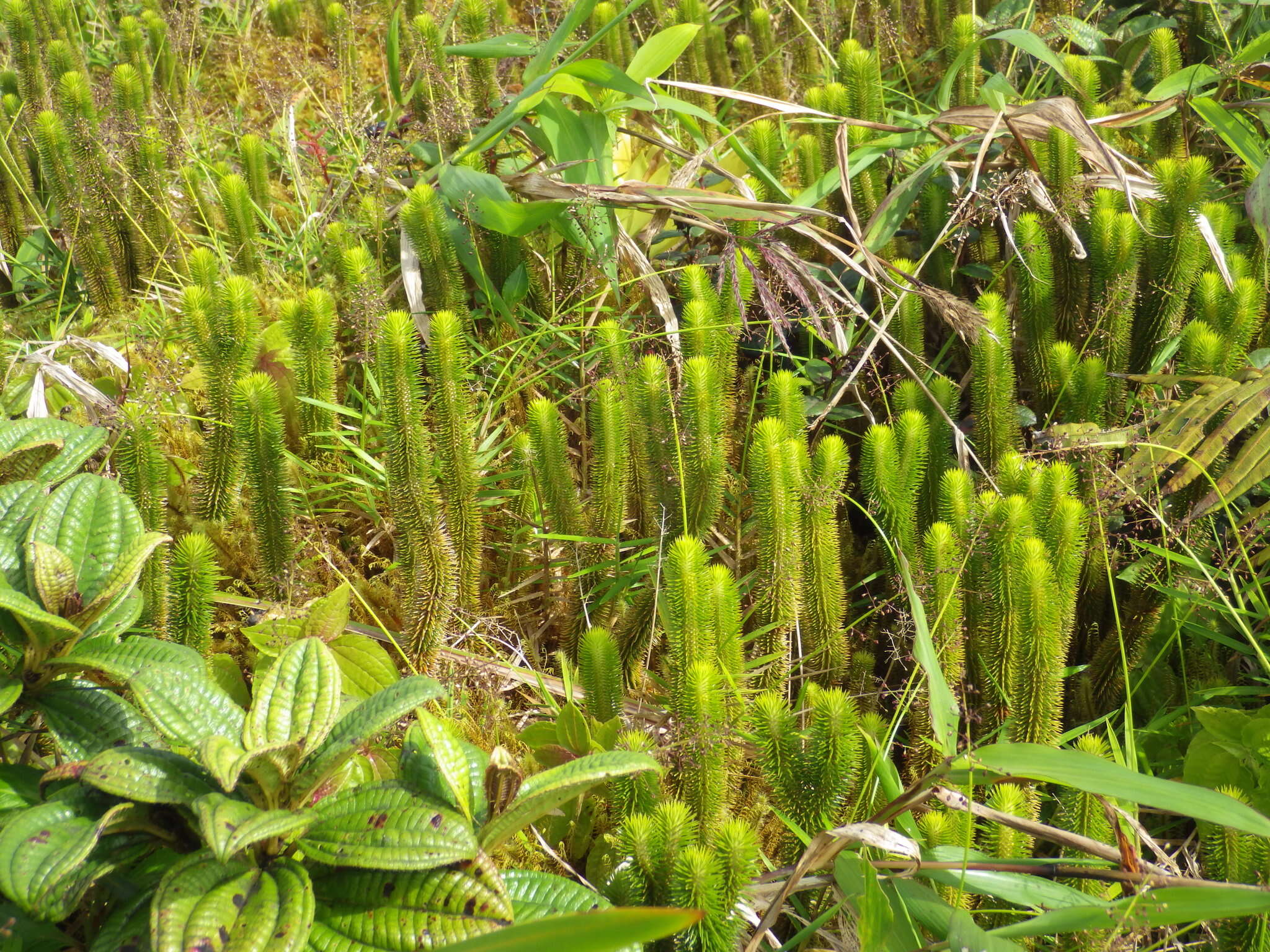 Imagem de Phlegmariurus sieberianus (Spring) B. Øllg.