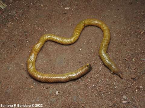 Image of Rhinophis lineatus Gower & Maduwage 2011
