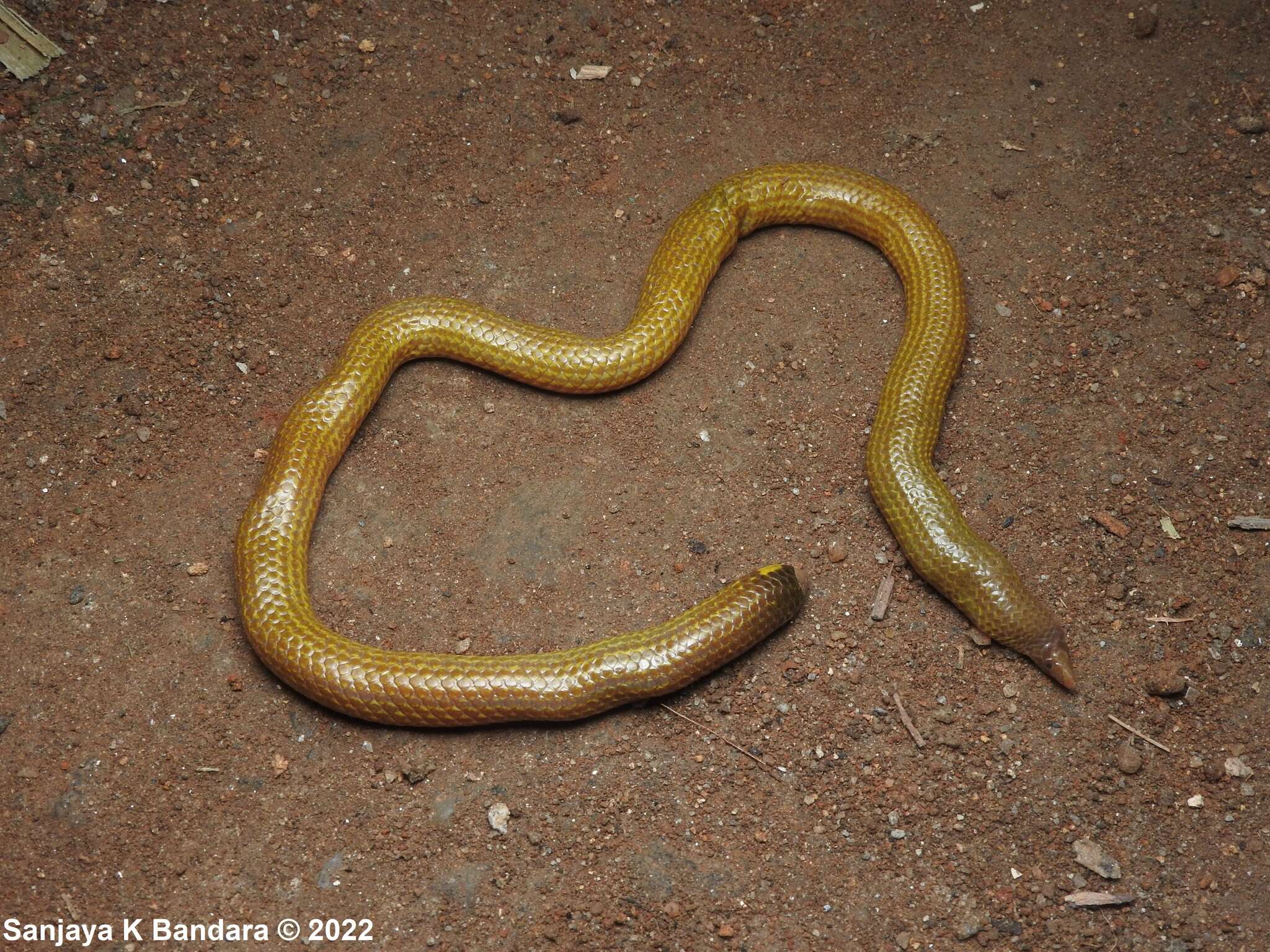 Image of Rhinophis lineatus Gower & Maduwage 2011