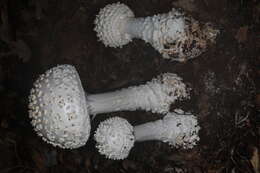 Image of Coker's amanita