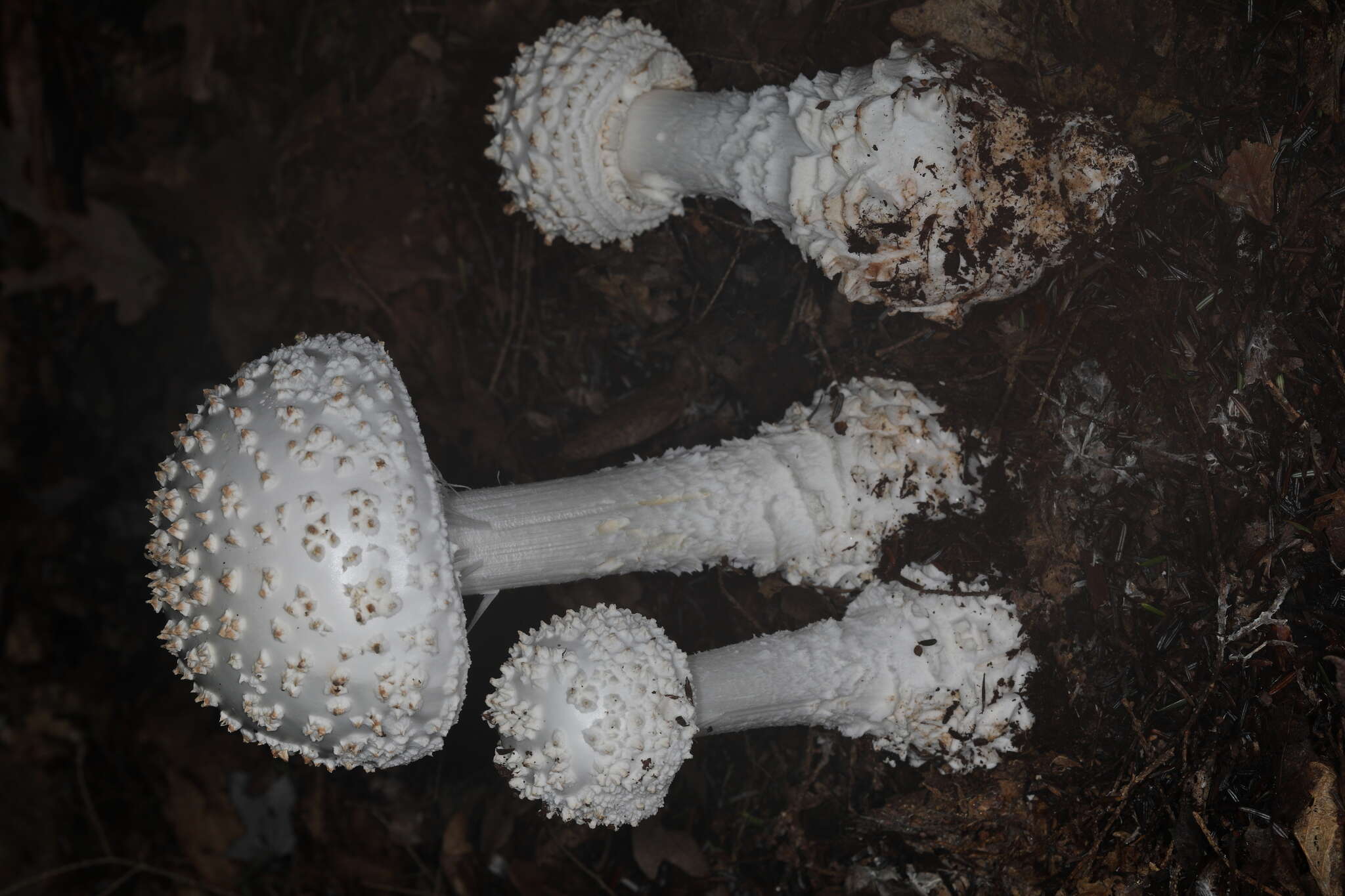 Image of Coker's amanita