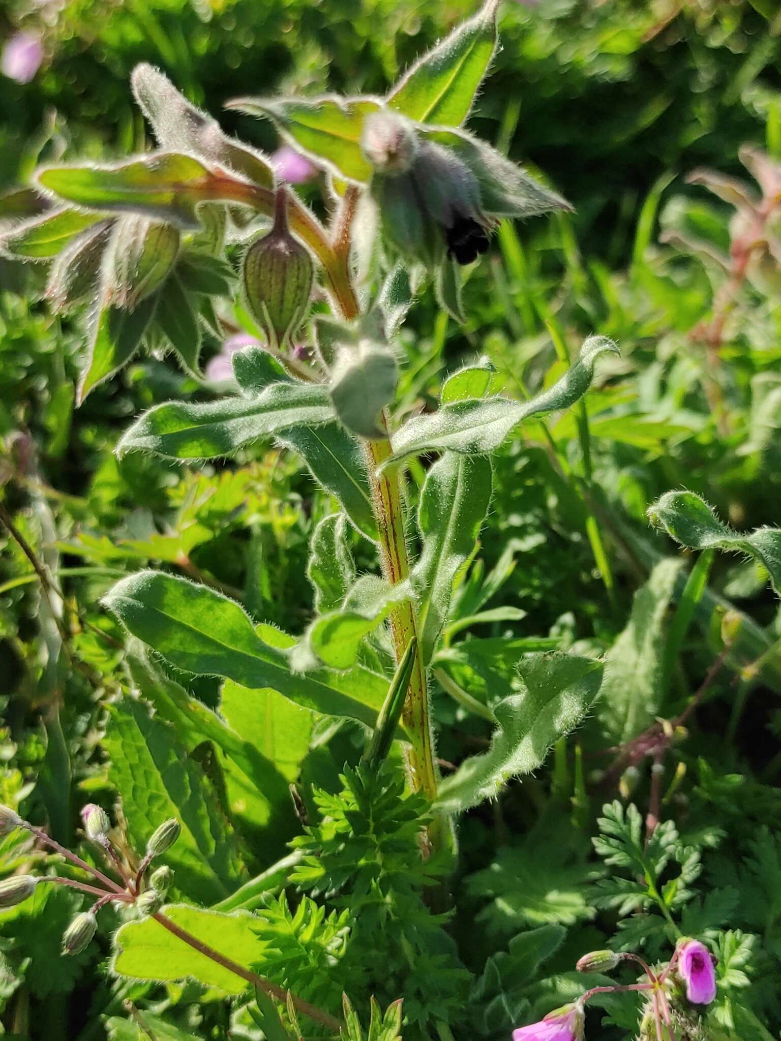 Nonea vesicaria (L.) Rchb.的圖片