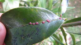 Image of Pink wax scale