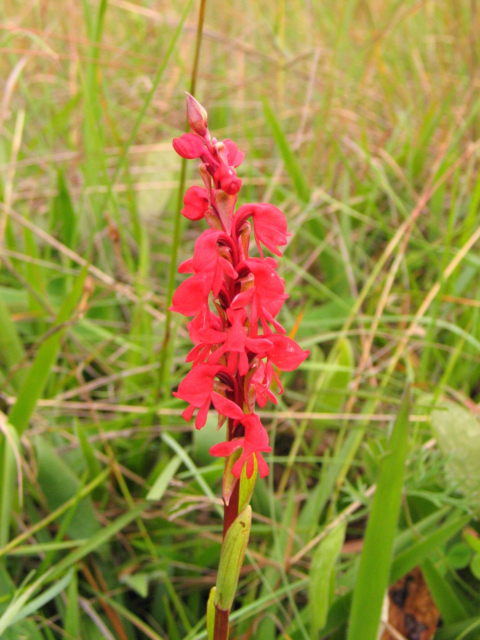 Imagem de Satyrium monadenum Schltr.