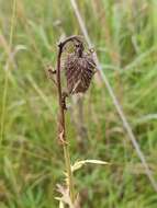 Image of Cirsium pendulum Fisch. ex DC.