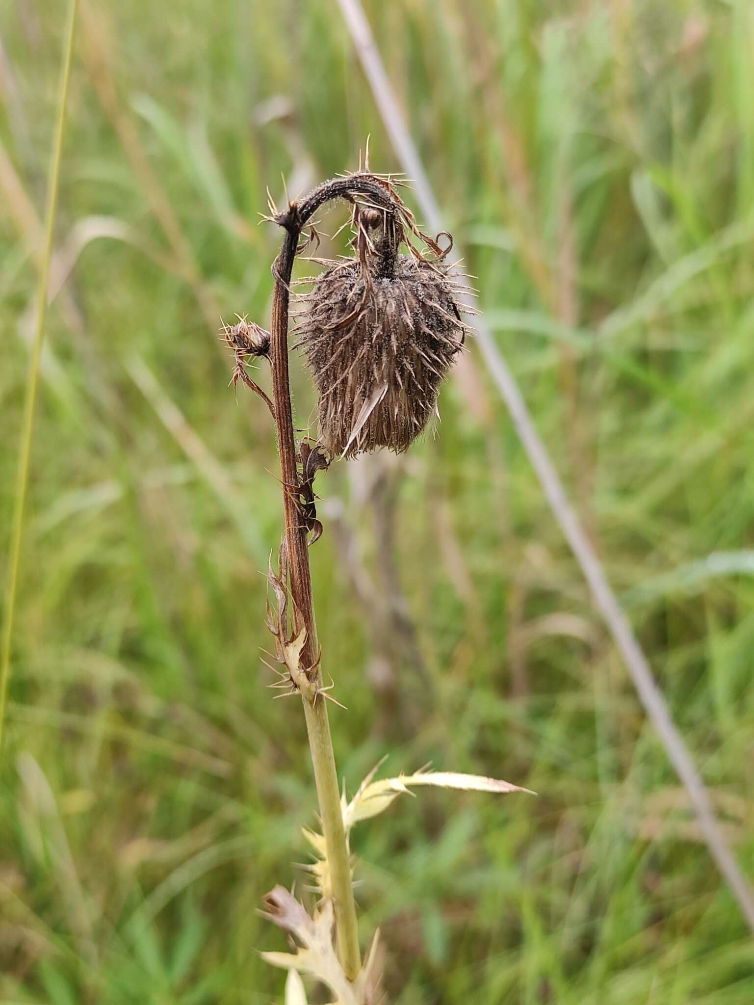 Image de Cirsium pendulum Fisch. ex DC.