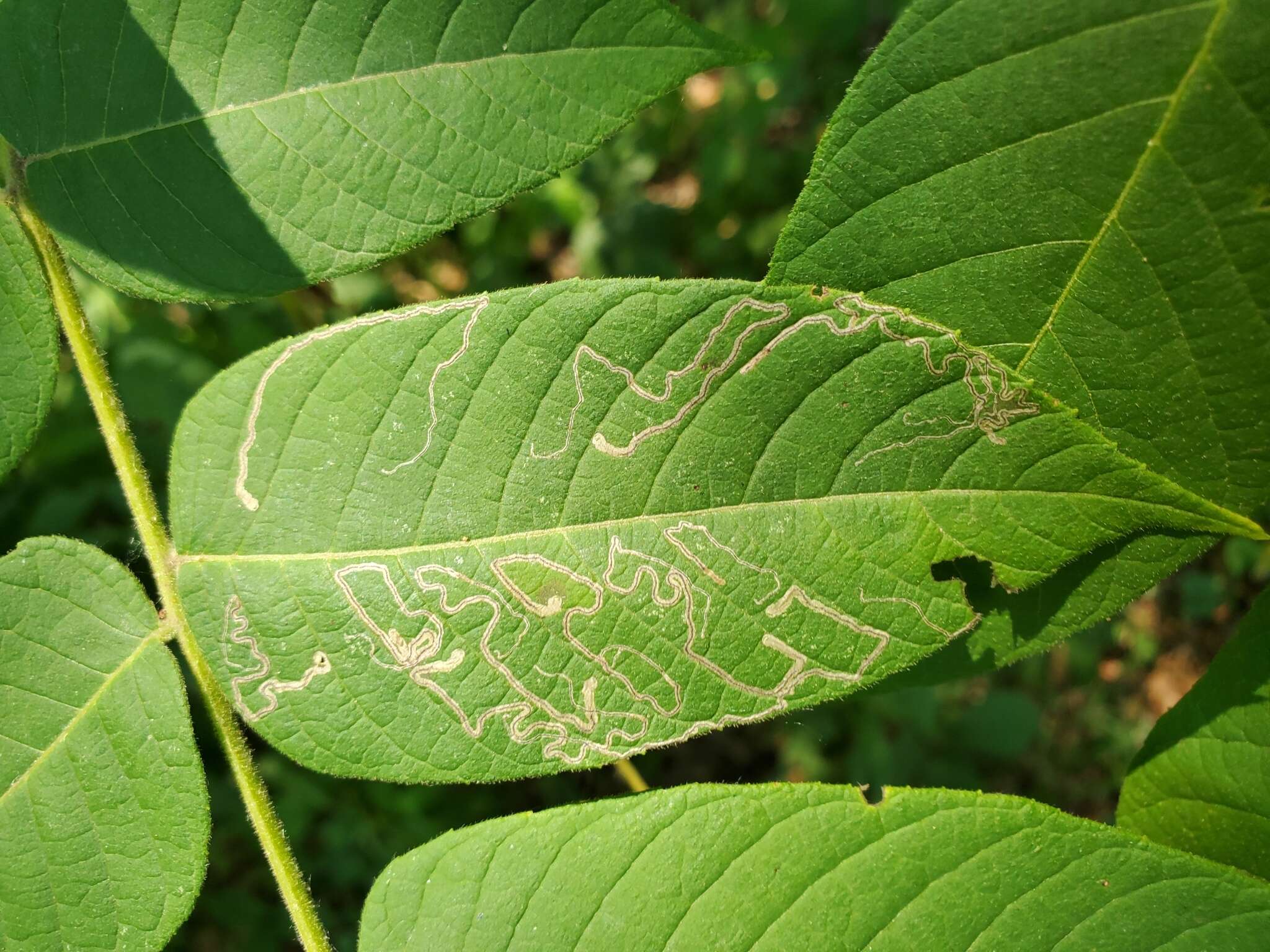 Imagem de Stigmella juglandifoliella (Clemens 1861) Wilkinson et al. 1979