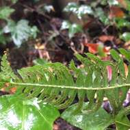 Image of Blechnum hastatum Kaulf.