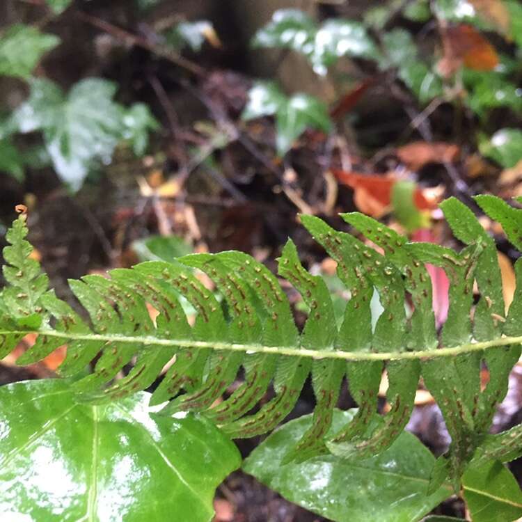 Sivun Blechnum hastatum Kaulf. kuva