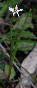 Sivun Wurmbea uniflora (R. Br.) T. D. Macfarl. kuva