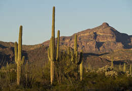 Image of saguaro