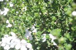 Image of Alpine Mintbush
