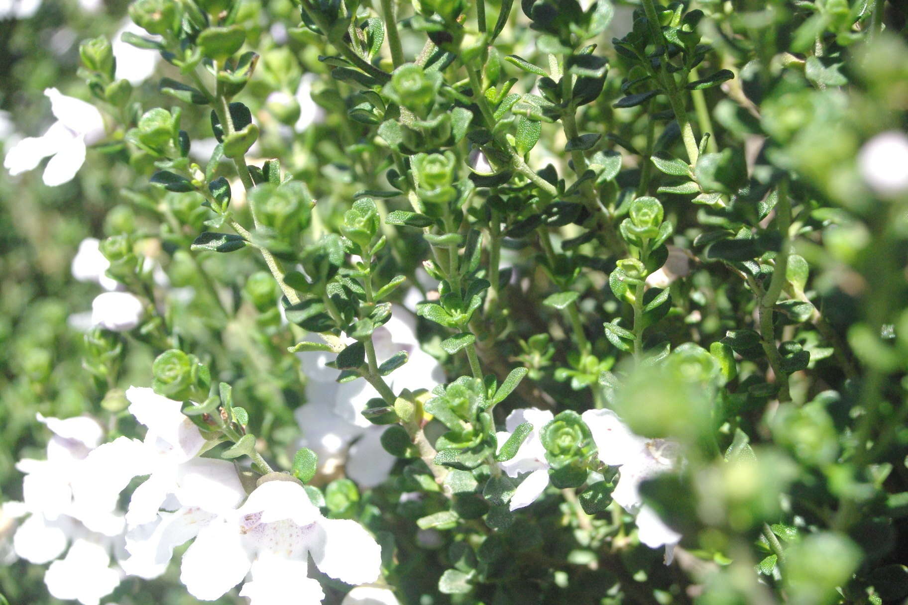 Imagem de Prostanthera cuneata Benth.