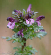 Image of Small-Flower Lousewort