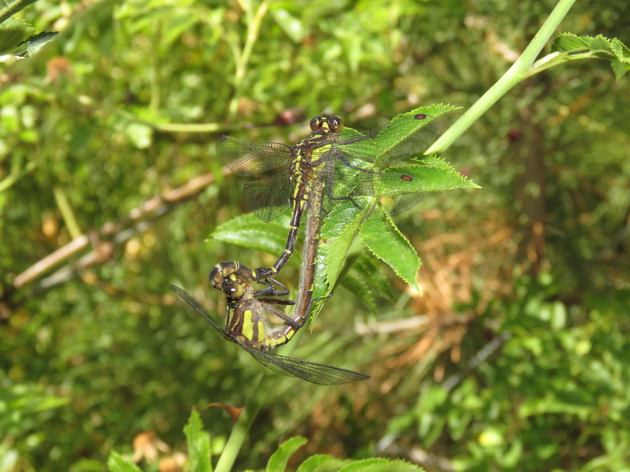 صورة Neogomphus edenticulatus Carle & Cook 1984