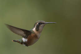 Image de Colibri de Mulsant