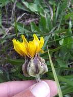 Image of speckled false dandelion