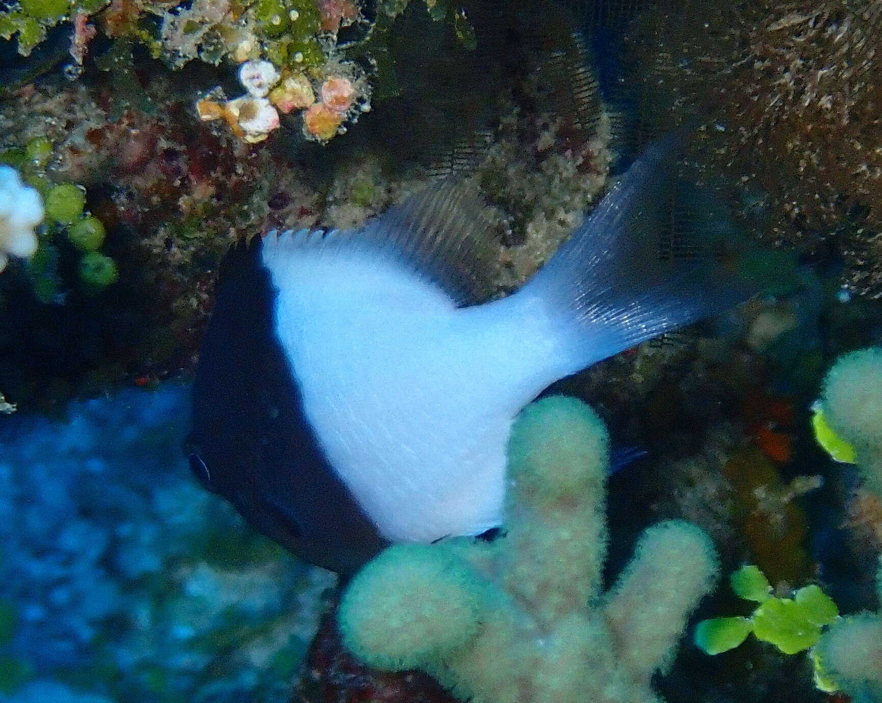 Plancia ëd Pycnochromis iomelas (Jordan & Seale 1906)