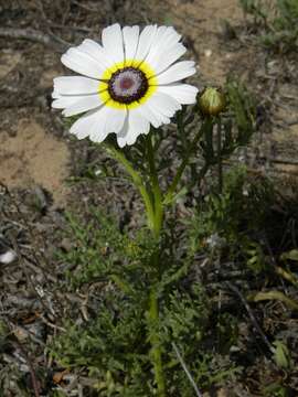 Image de Glebionis carinata (Schousb.) N. N. Tzvel.