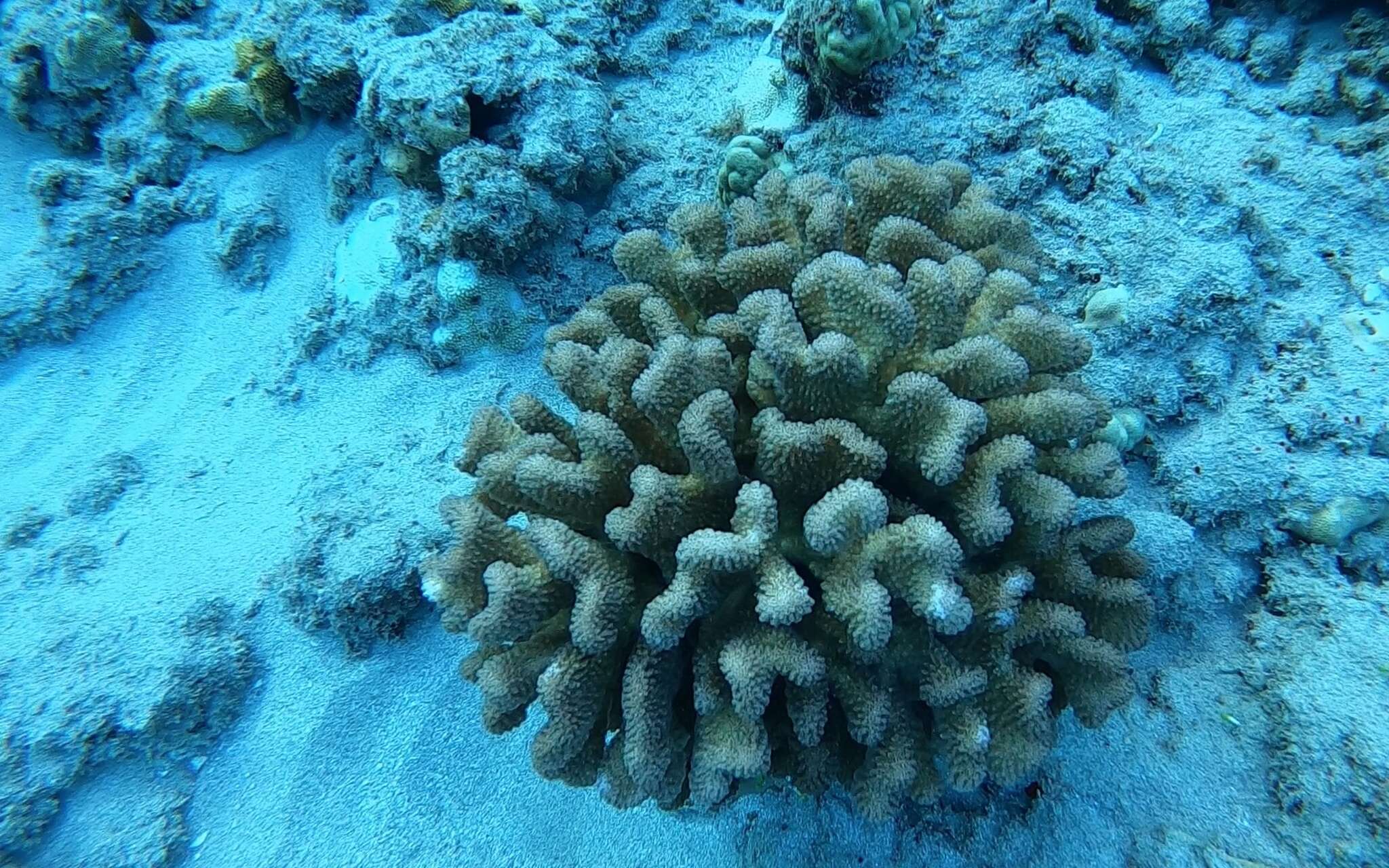 Слика од Pocillopora meandrina Dana 1846