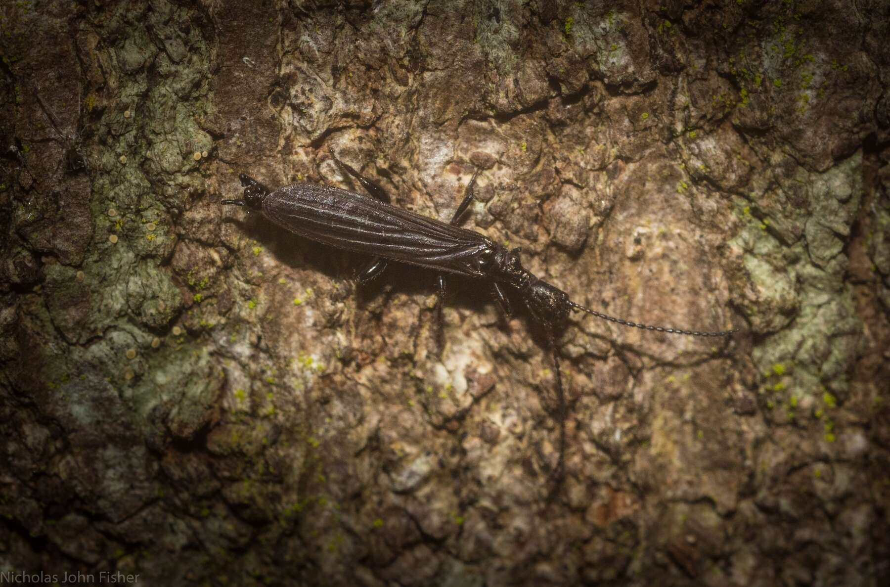 Image de Notoligotoma nitens Davis 1936