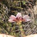 Image of Adenandra villosa subsp. sonderi (Dümmer) Strid