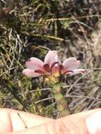 Image of Adenandra villosa subsp. sonderi (Dümmer) Strid