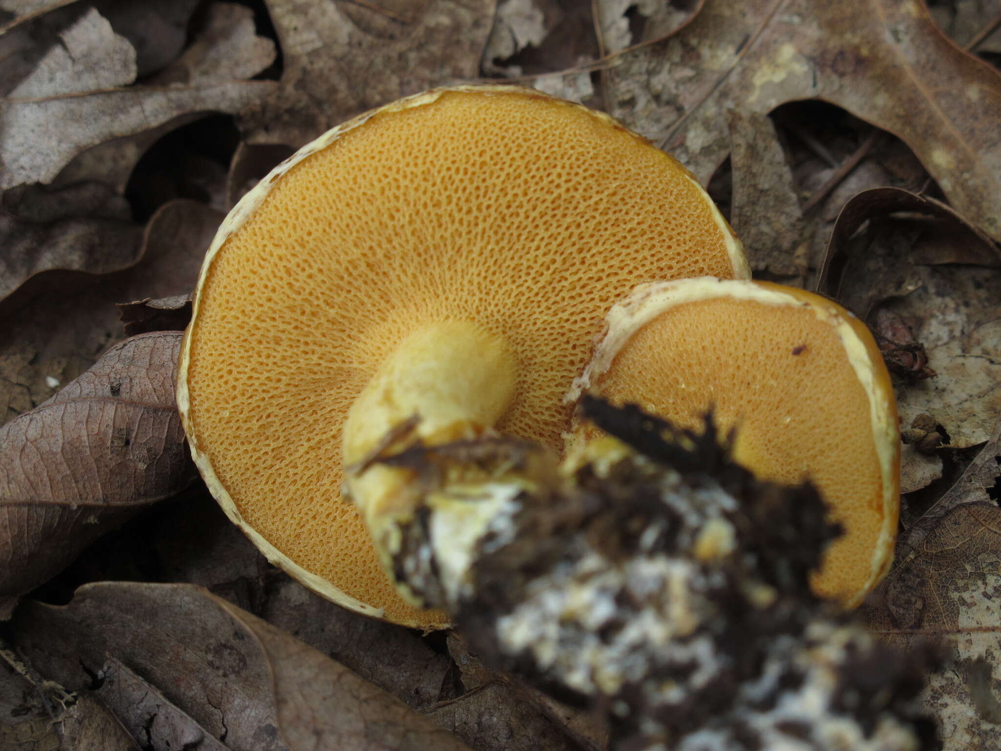 Image of Suillus subaureus (Peck) Snell 1944