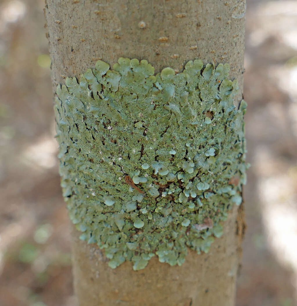 Image of Carolina canoparmelia lichen