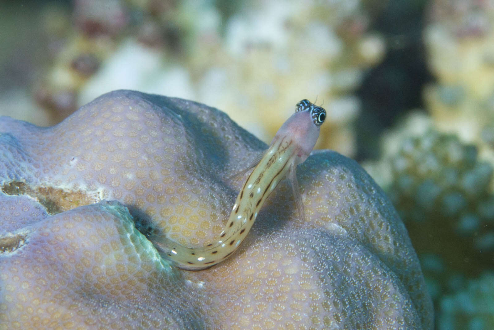 Image of Three-lined Blenny