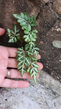 Image of Pteris ensiformis var. victoriae Bak.