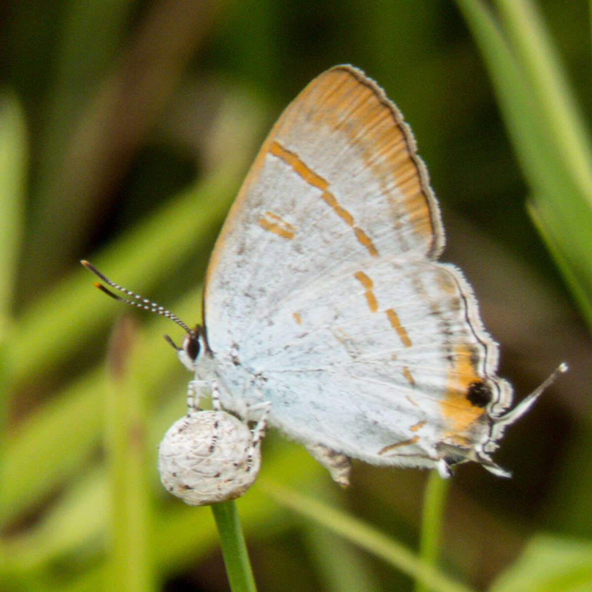 Слика од Hypolycaena thecloides (Felder 1860)