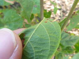 Image of Fernald's ticktrefoil