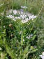 Imagem de Daucus muricatus (L.) L.