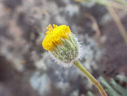 Image de Erigeron bloomeri A. Gray