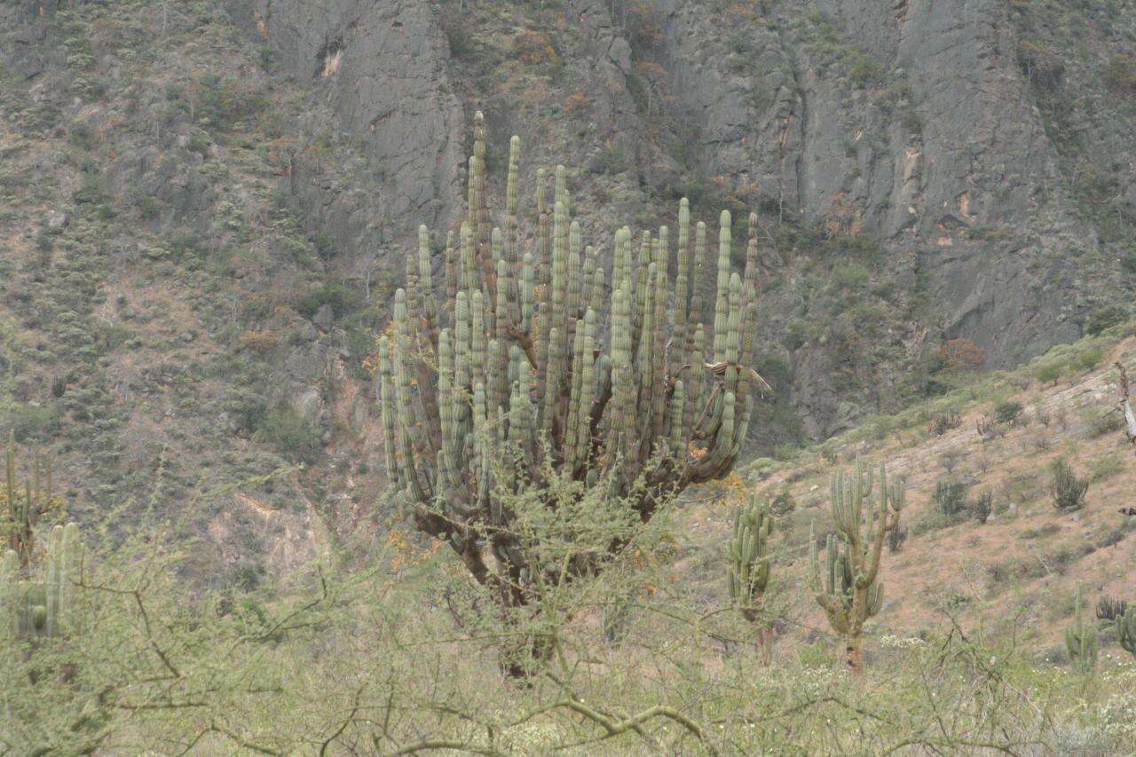 Armatocereus rauhii Backeb.的圖片