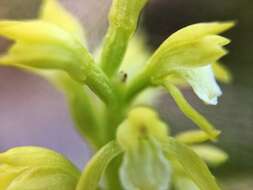 Image of Yellow coralroot