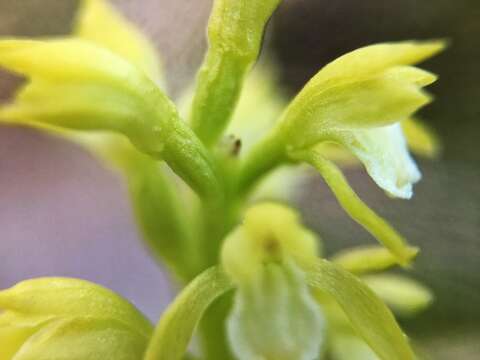 Image of Yellow coralroot